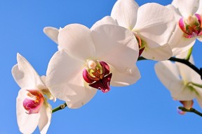 世界游泳接力技术统计平台AI模块第85次迭代上线，游泳接力冠军名单